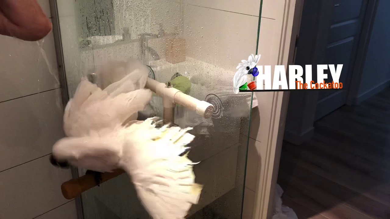daddy and daughter in shower - big tities amateur bella jane