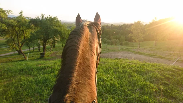 ahmad ibnu recommends pov riding pic