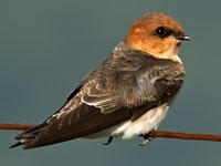 dana childress recommends red head swallows pic