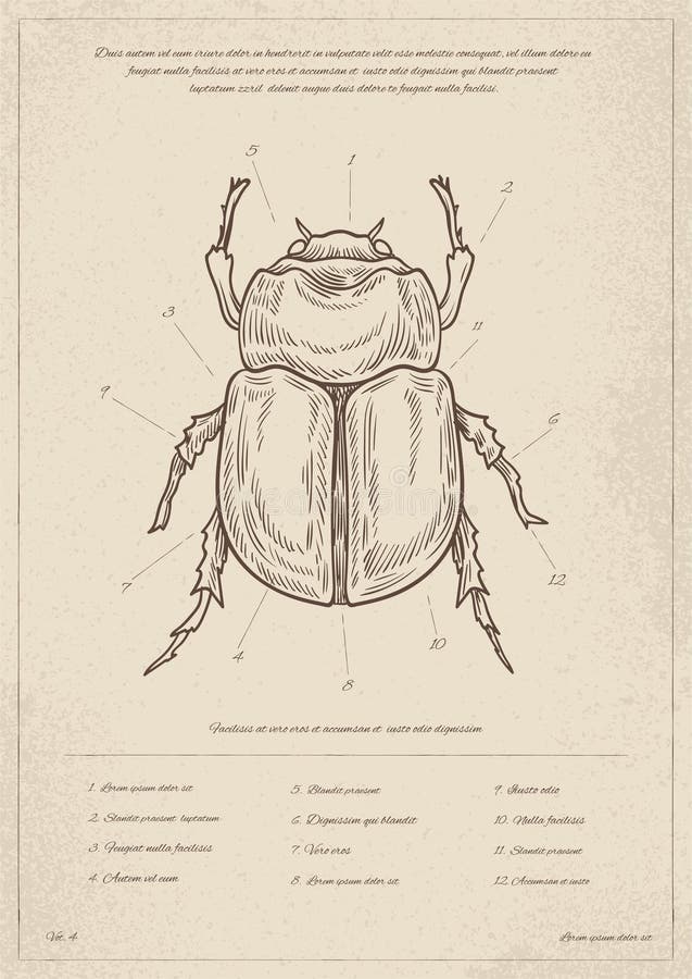 amber roberts recommends O Dio Insect