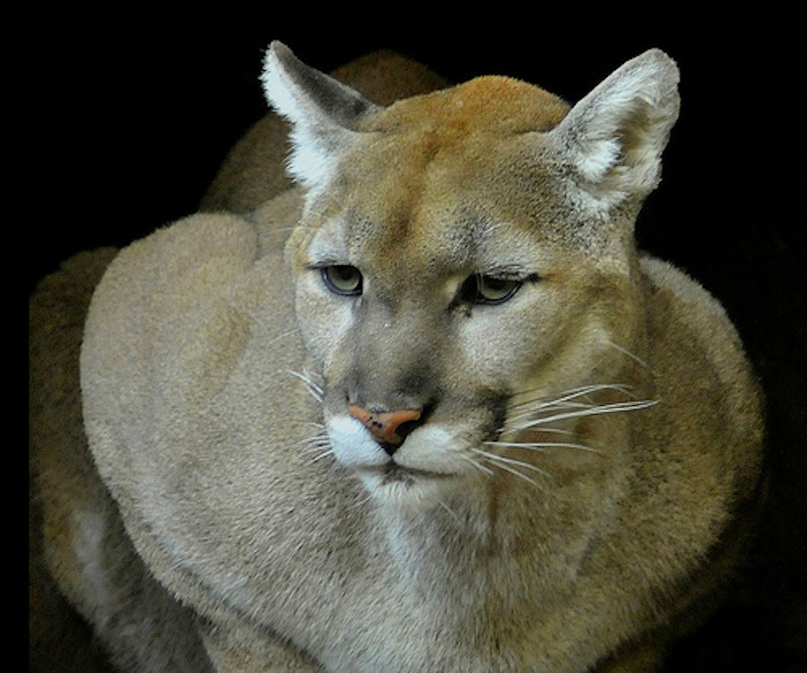 andrew heyd recommends cougars with tan lines pic