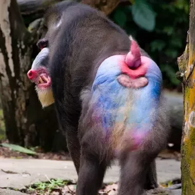 anil manohar like ugly butthole photo cleofe antonio recommends ugly butthole pic