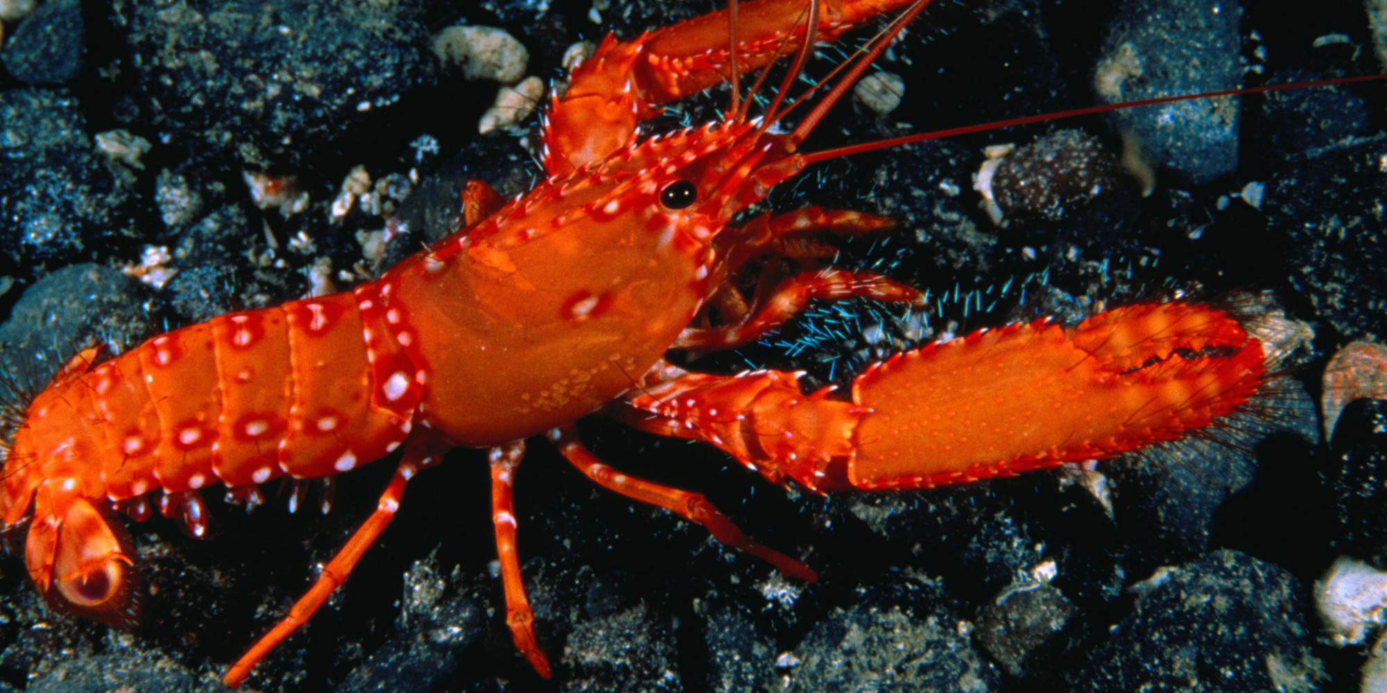lobster tibe - guys feet porn rachael cavalli bj
