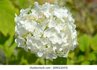 alex grippo like anabelle flowers photo danielle bettis recommends anabelle flowers pic