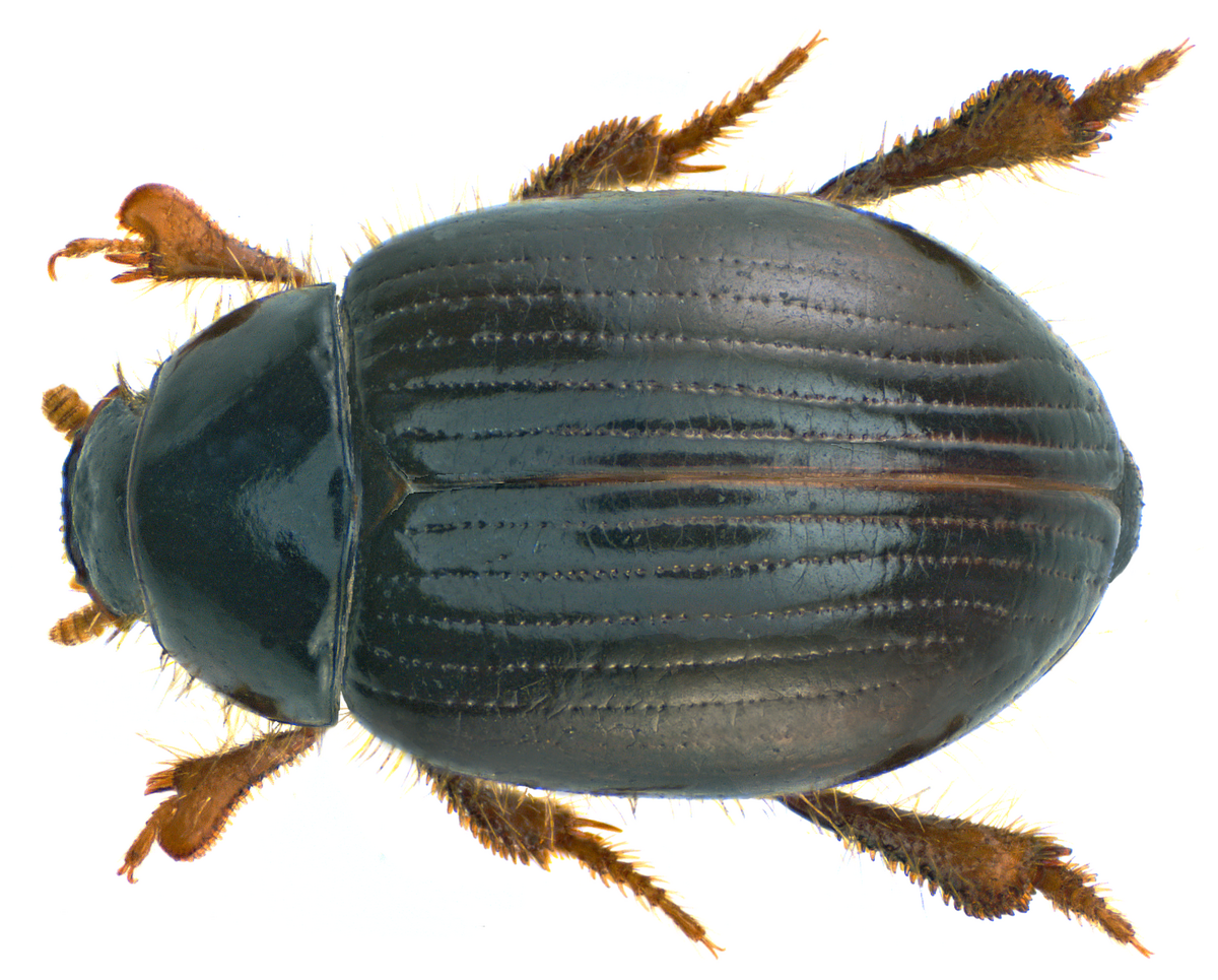diana tucci like o dio insect photo anni campbell recommends o dio insect pic