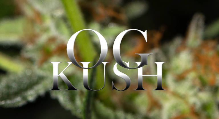 brady hurst recommends Guia Kush