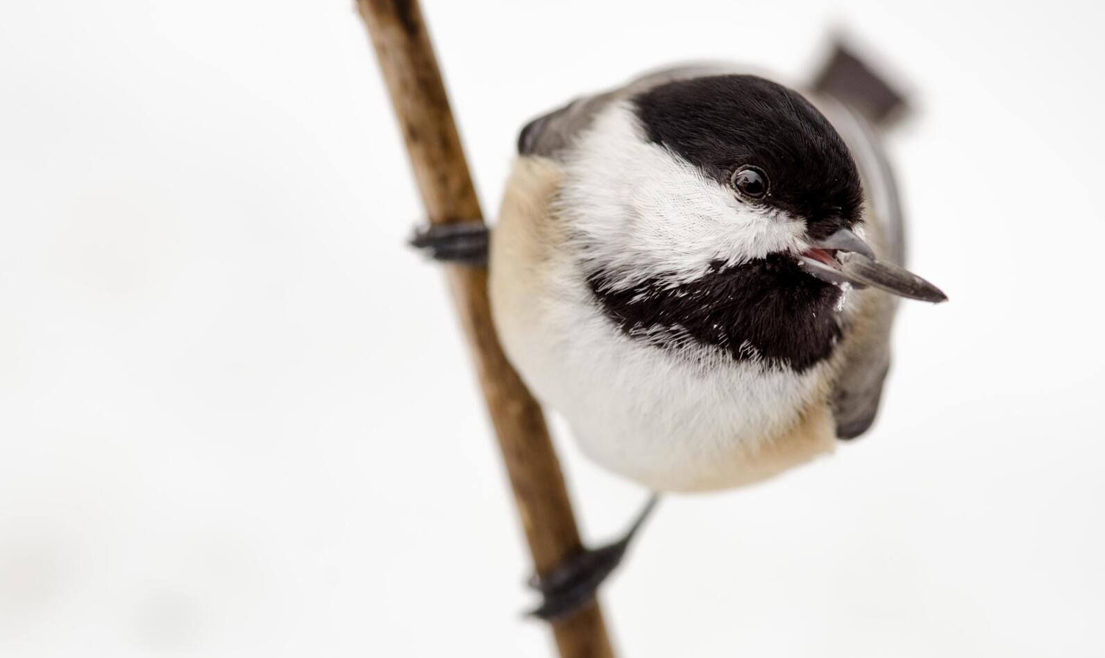 chase walls recommends massive black tit pics pic