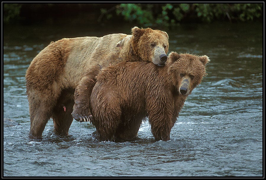 Best of sissy pussy dianne pickett share horney bears photos