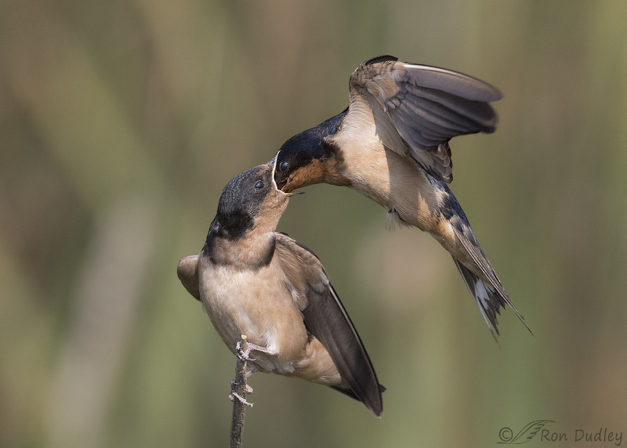 christina watkinson recommends mother in law swallows pic