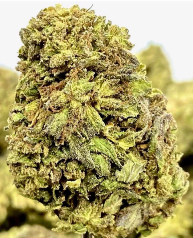 cali kush porn - nudist beach dominican republic nude women porn videos
