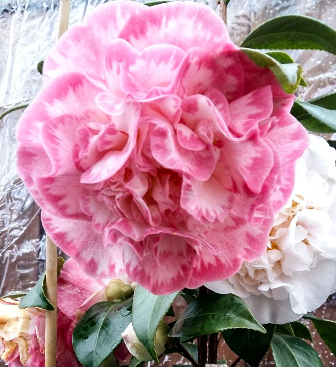 cheryl stanfill like davis camelia photo david dubois recommends shady spa mandy pic