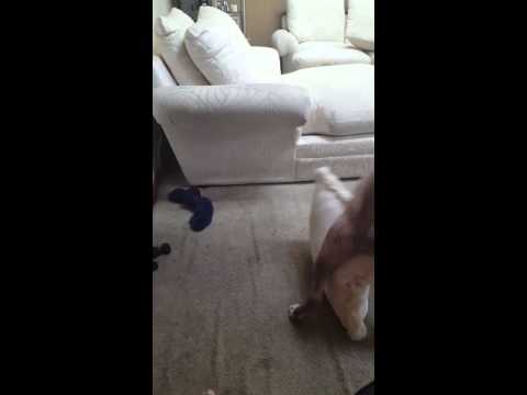 how to hump a pillow as a man - amber heard topless mia sorvino hot