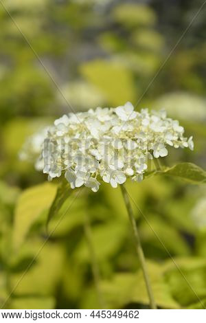 angela degrandis recommends anabelle flowers amy jo gray add anabelle flowers photo