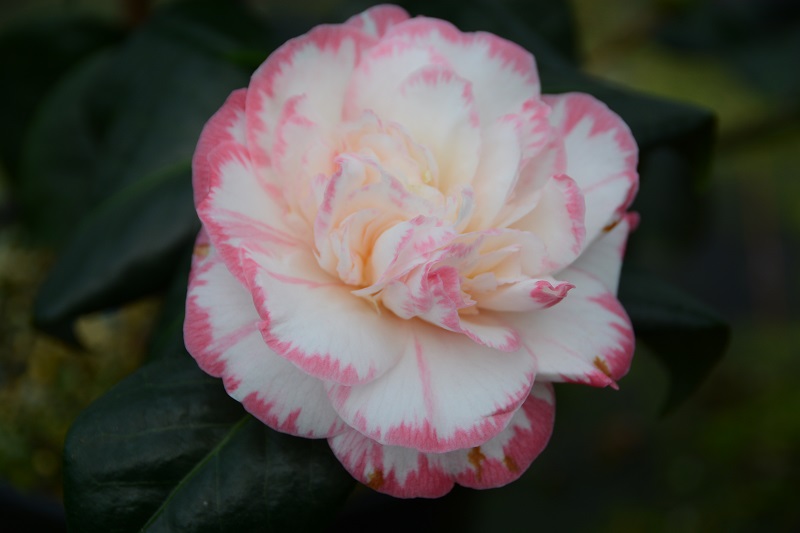 antonius ws recommends camelia davis disdis dis add camelia davis photo
