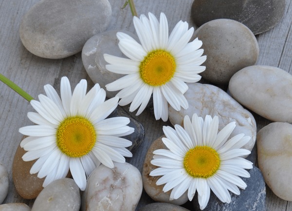 becky lents like daisy stones photo barbara call recommends daisy stones pic