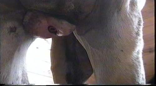 allan padar like donkey cumshot photo branden knight recommends donkey cumshot pic