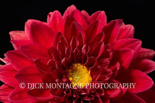 aatif javed recommends dahlia red pov pic