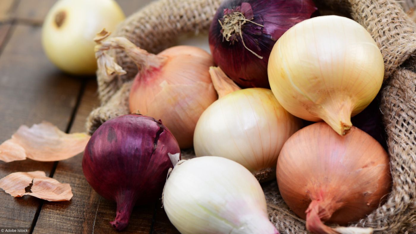 bill fogel recommends Onion Tits