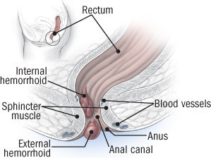 Anal Category bb scheduel