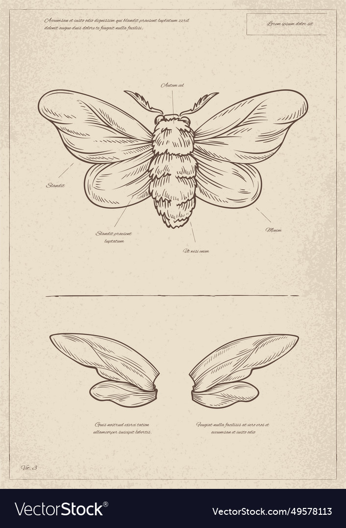 chris newville recommends O Dio Insect
