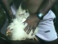 chiken porn mother porn chiken porn
