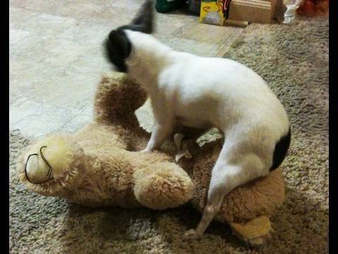 Best of Humping teddy bear