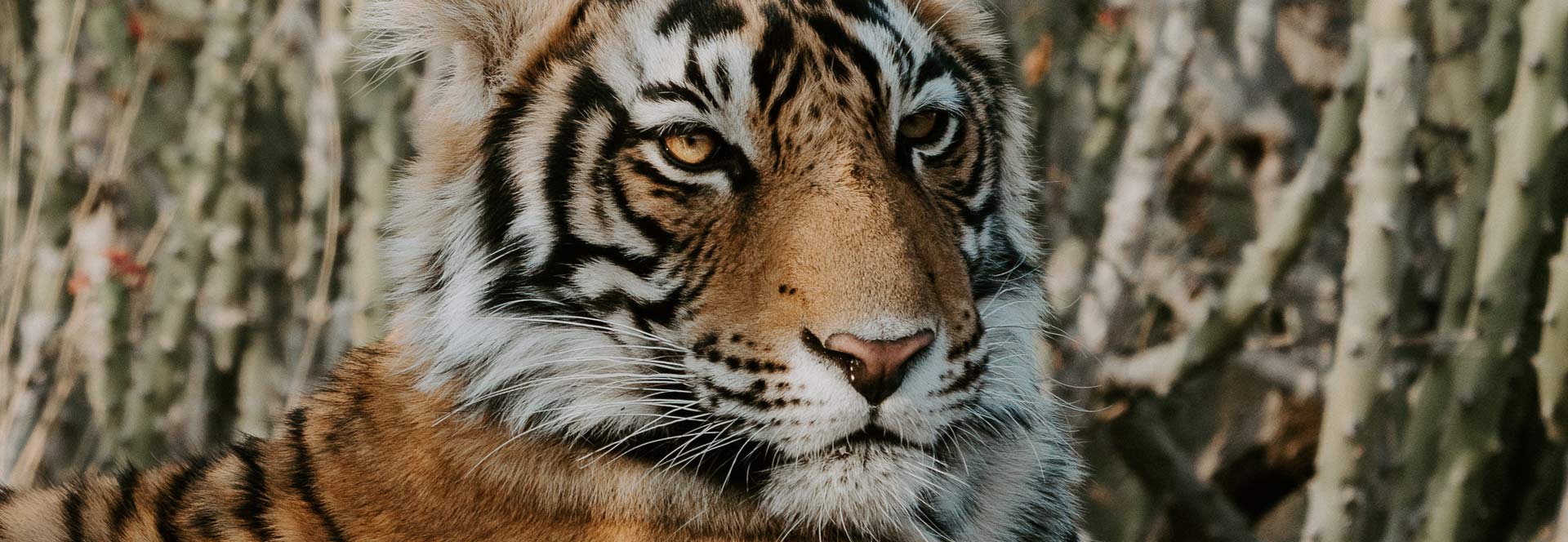 safari tiger full videos - kelly madison husband gina gerson dp