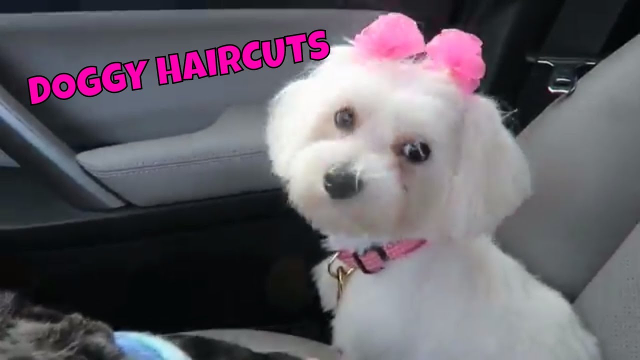 doggy style hair pull - hairy sex cams babe creampie