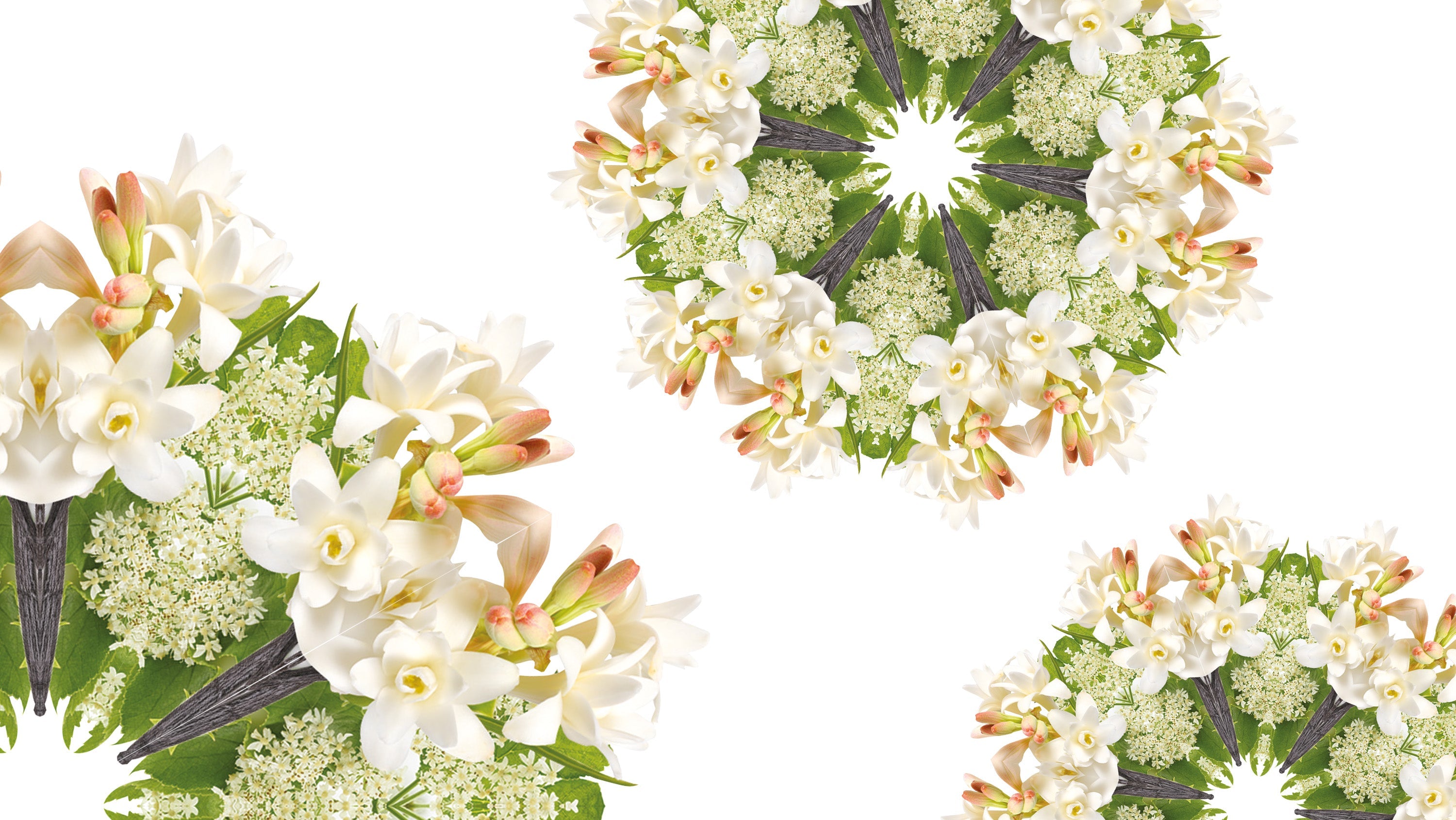 andrea grosvenor recommends Black Angelica