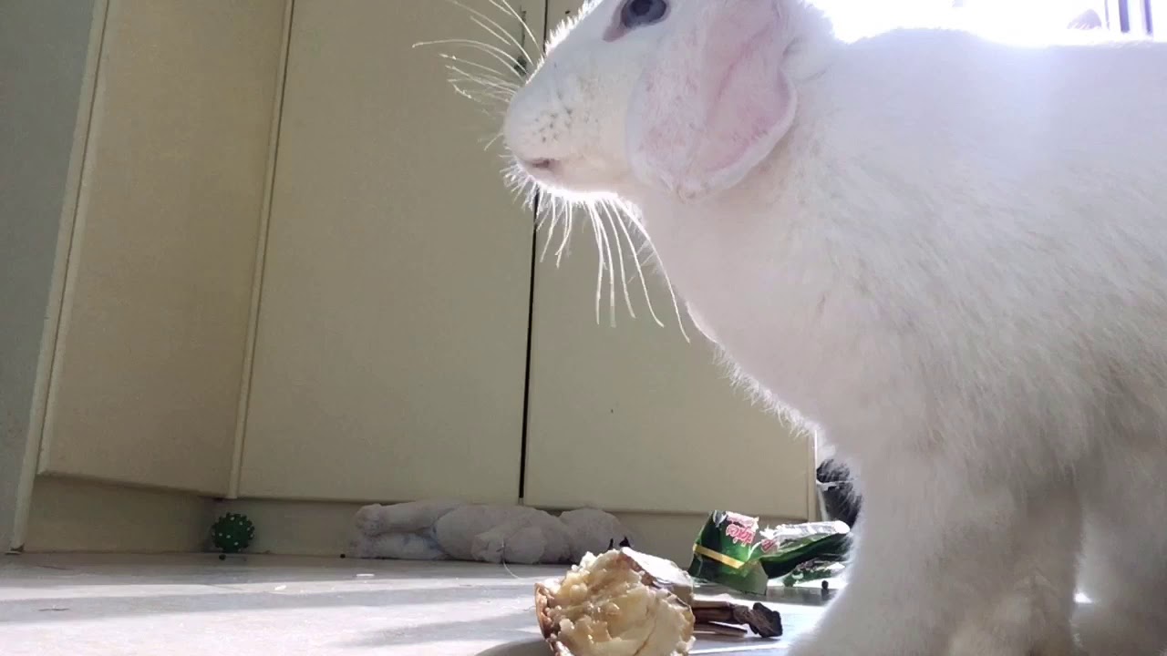rabbit cam porn - quickie doggy blackedraw tight little blonde takes every inch of his bbc