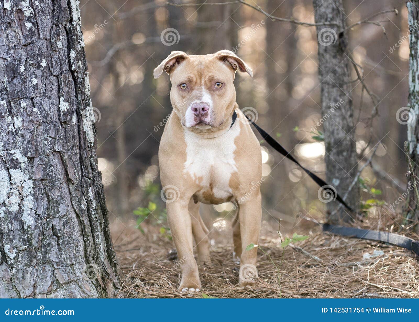 andrew wadkins like staffy moreno photo dawn samson recommends staffy moreno pic