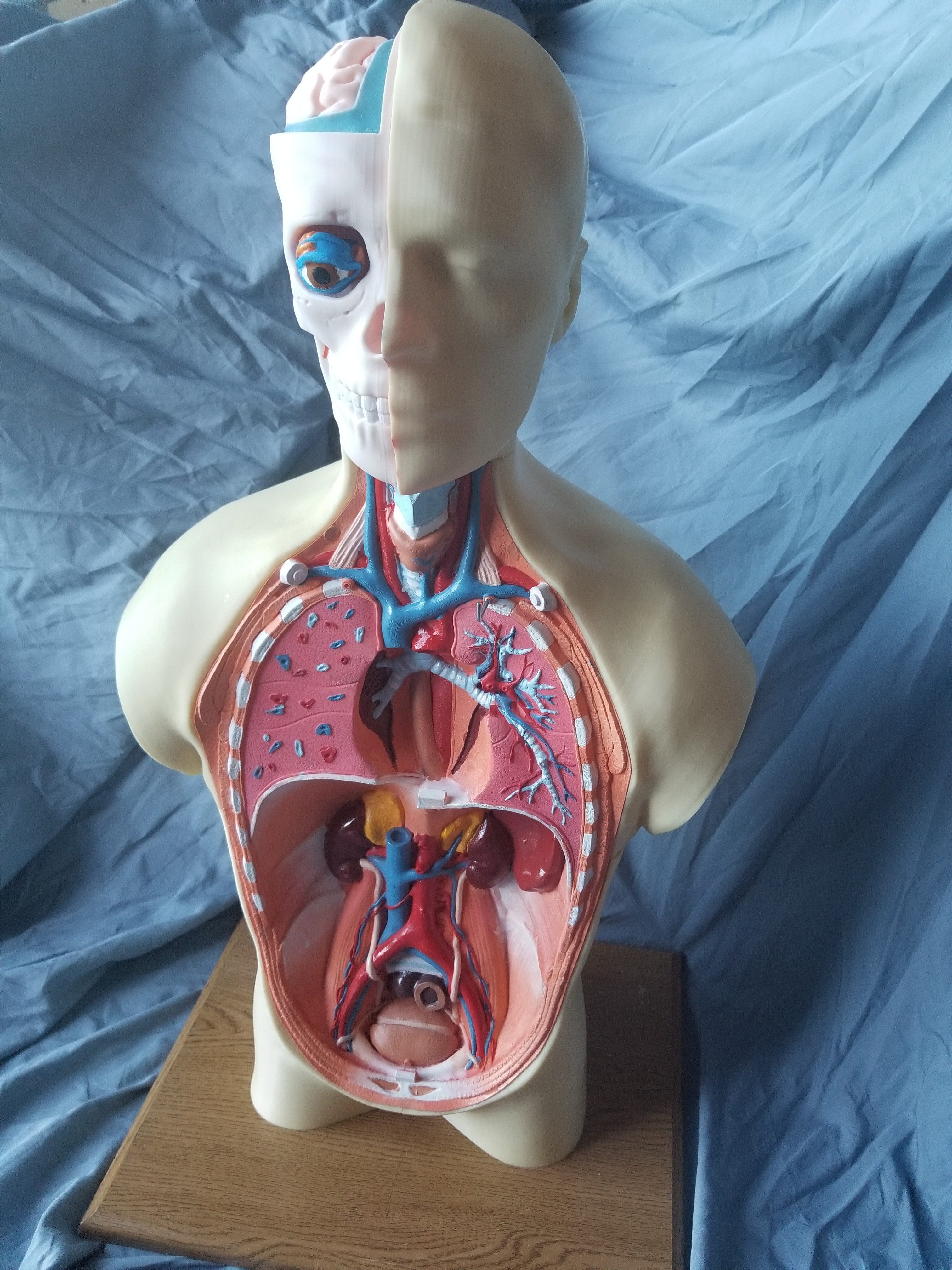 anatomy class porn - miss titness america prison pussy