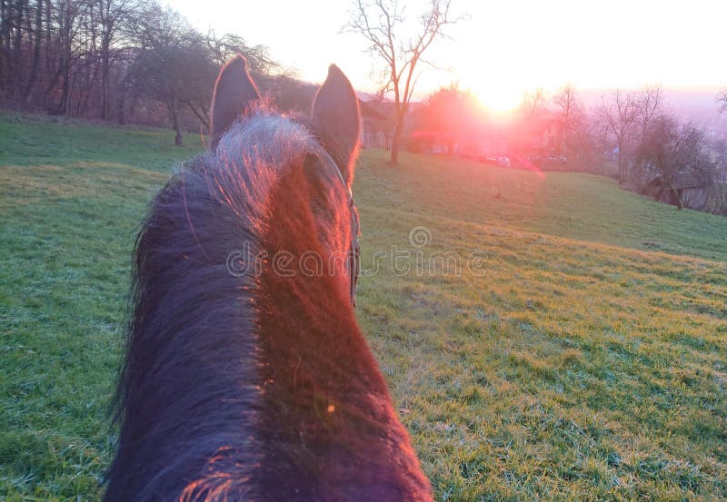 alex cobalt recommends pov riding pic