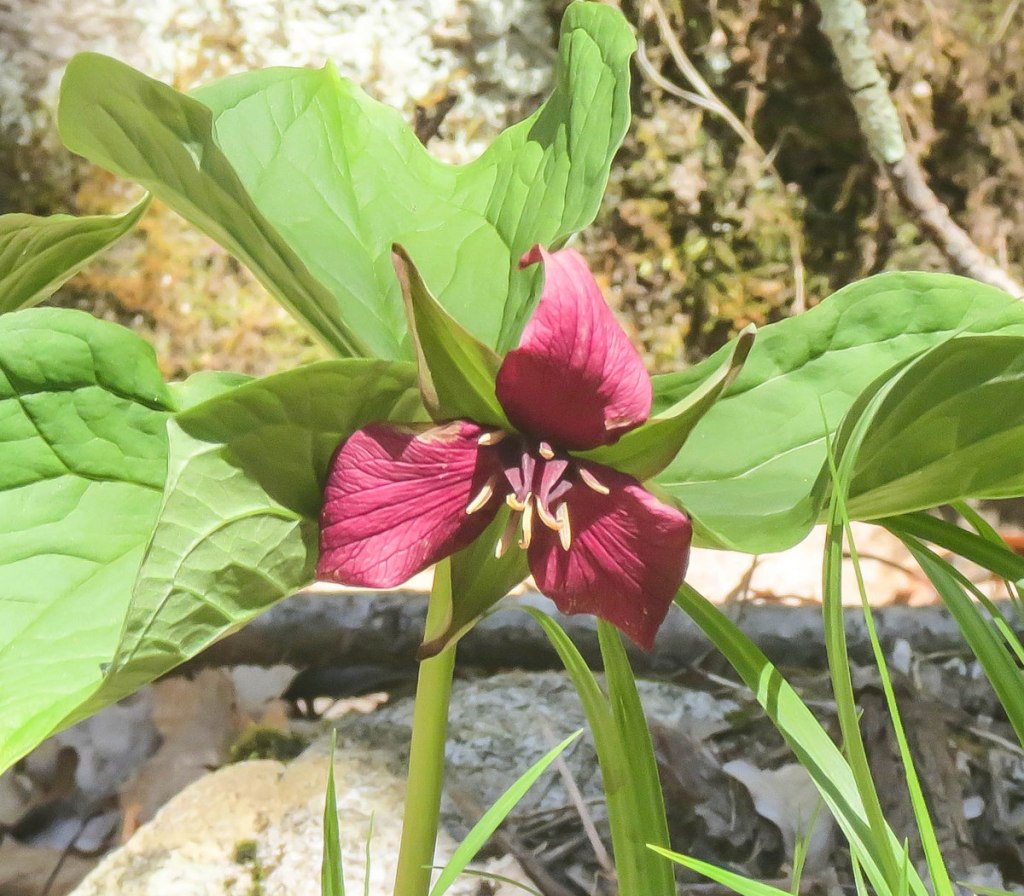 aniket prabhudesai like trillium blacked photo bailey thibault recommends trillium blacked pic