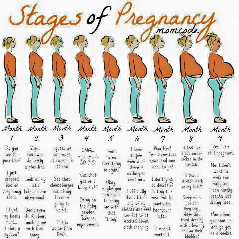 pregnancy progression porn - lips that grip porn eva karera brazzers