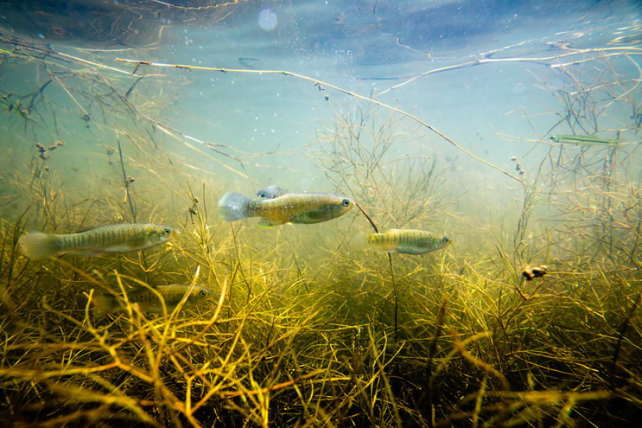 diane lightsey recommends rachel rivers underwater pic