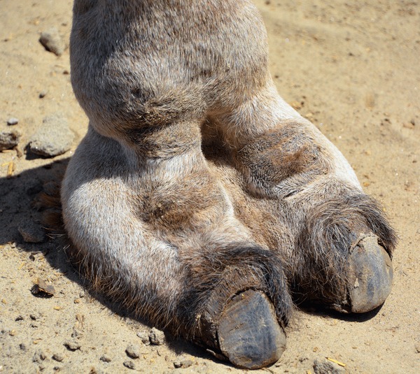 charlie morrow like big wet camel toes photo adrian rosetti recommends big wet camel toes pic