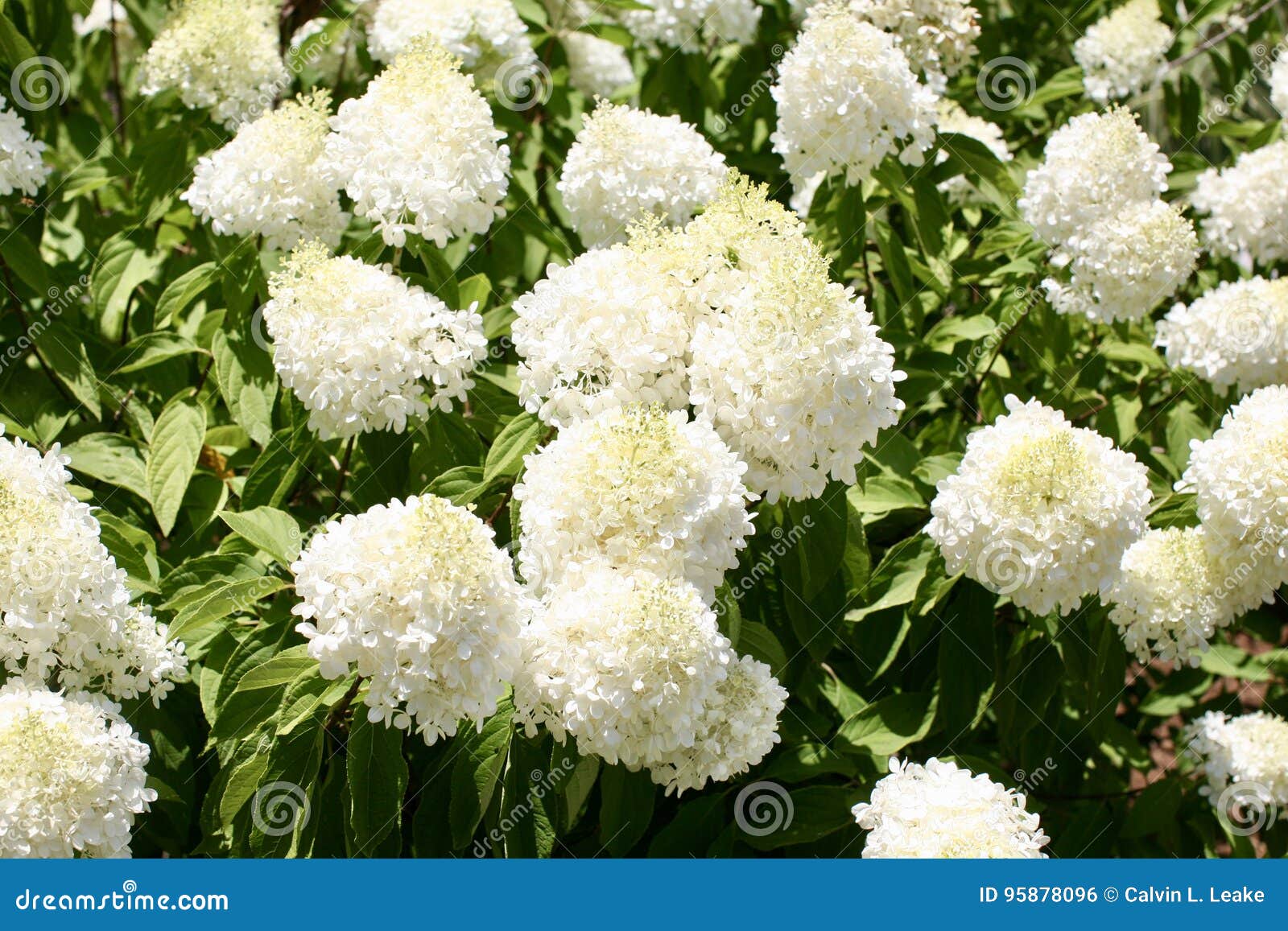 chantelle lindsay recommends Anabelle Flowers