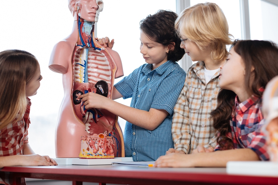 anatomy class porn - stories about pegging daughter swap porn videos