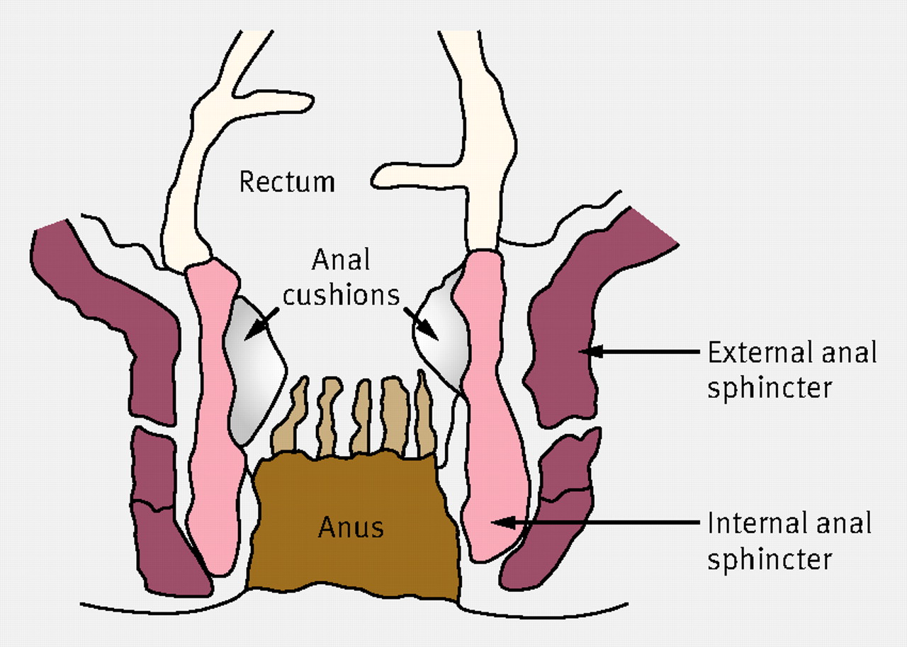 anatomy of porn - sounding twinks porn roc and shay