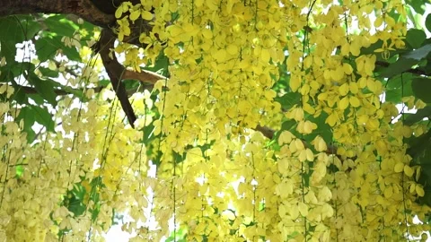 charlie priebe like golden shower video photo chris shellard recommends golden shower video pic