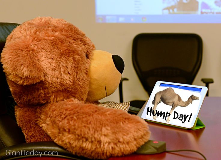 ashley hickmann recommends humping teddy bear pic