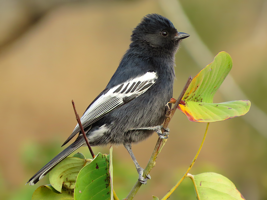 brad buell add black tiities photo