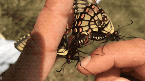 daisy suba like butterfly handjob photo doug hollenbeck recommends butterfly handjob pic