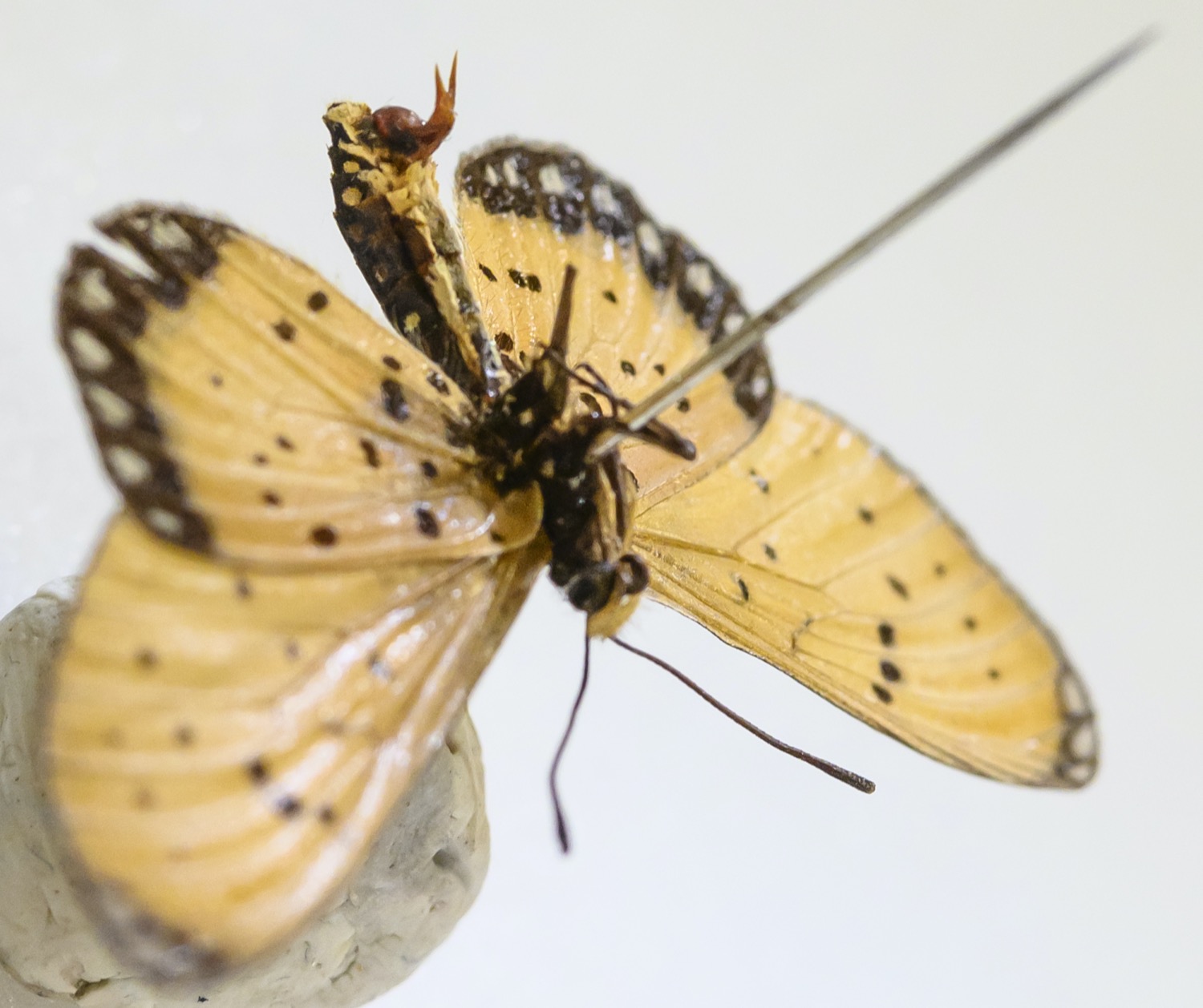 Butterfly Handjob teen pornstar darren caguioa recommends Butterfly Handjob