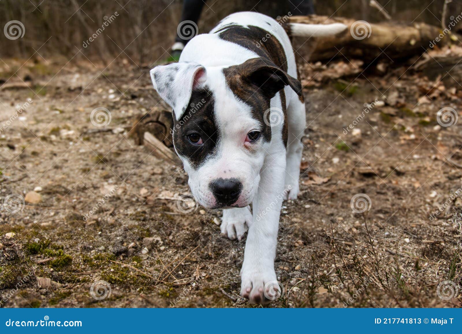 carol eide like staffy moreno photo brooke christie recommends staffy moreno pic