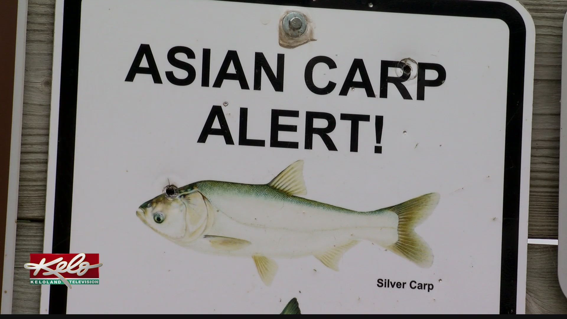 bill harveson recommends carp blowjob pic