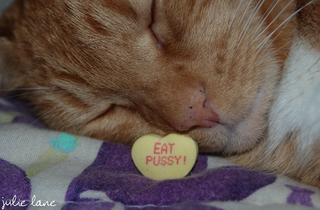anne marie halliday recommends Cat Eat Pussy