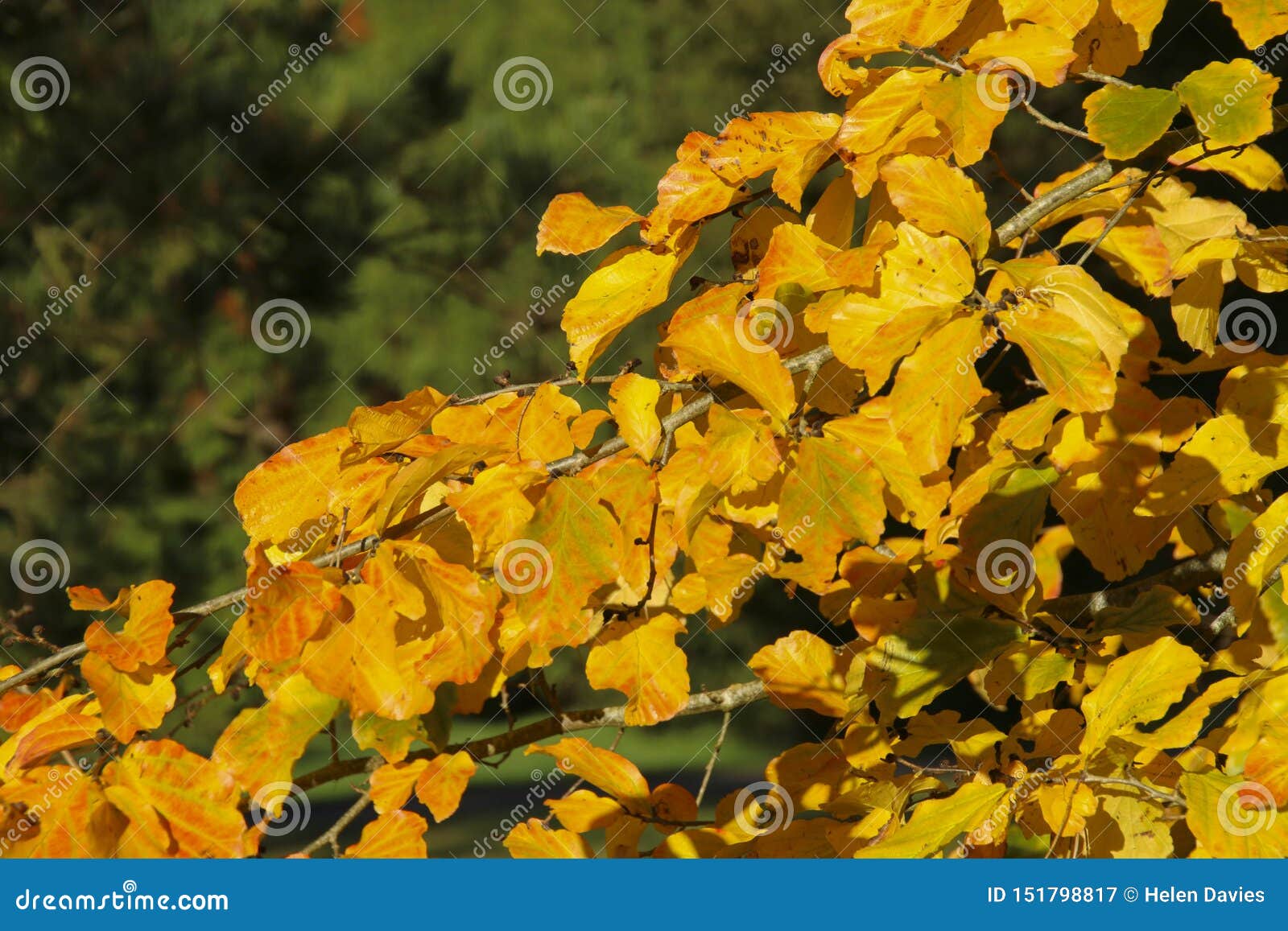 colors of autumn leaked - angel youngs feet ava devine dp