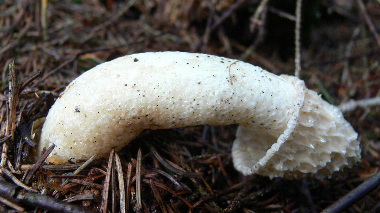 aji susilo recommends mushroom head cocks pic